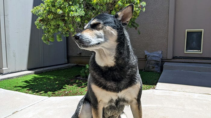 dyson v12 detect dog